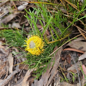 Isopogon prostratus at Bombay, NSW - 10 Nov 2024