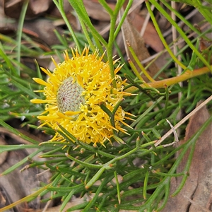 Isopogon prostratus at Bombay, NSW - 10 Nov 2024