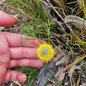 Isopogon prostratus at Bombay, NSW - 10 Nov 2024