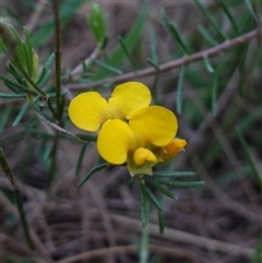 Dillwynia sericea at Gundary, NSW - 20 Oct 2024 by RobG1