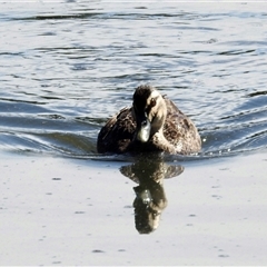 Anas superciliosa (Pacific Black Duck) at Bonner, ACT - 9 Nov 2024 by KMcCue