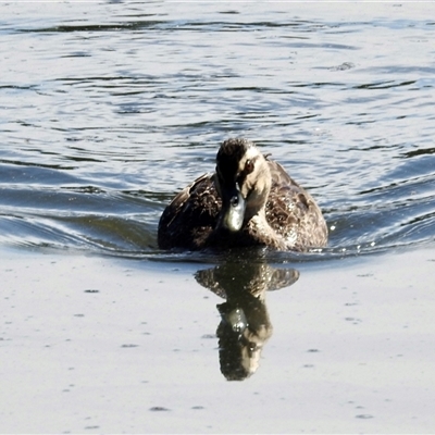 Anas superciliosa (Pacific Black Duck) at Bonner, ACT - 10 Nov 2024 by KMcCue