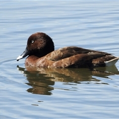 Aythya australis (Hardhead) at Bonner, ACT - 9 Nov 2024 by KMcCue