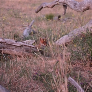 Vulpes vulpes at Cook, ACT - 10 Nov 2024 07:25 PM