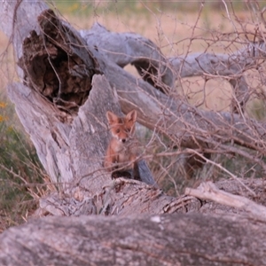 Vulpes vulpes at Cook, ACT - 10 Nov 2024 07:25 PM