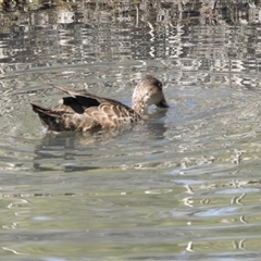 Anas gracilis (Grey Teal) at Bonner, ACT - 10 Nov 2024 by KMcCue