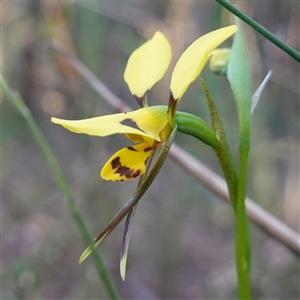 Diuris sulphurea at Gundary, NSW - suppressed