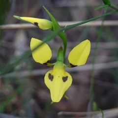 Diuris sulphurea at Gundary, NSW - suppressed