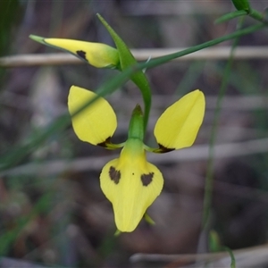 Diuris sulphurea at Gundary, NSW - suppressed