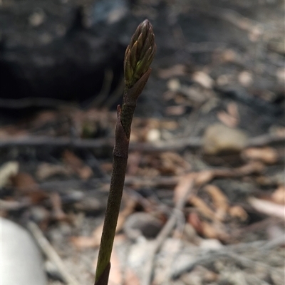 Dipodium sp. (A Hyacinth Orchid) at Bournda, NSW - 10 Nov 2024 by BethanyDunne