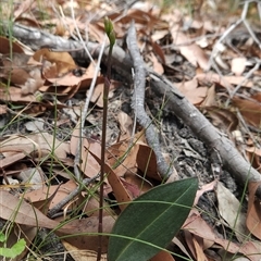 Cryptostylis sp. at Bournda, NSW - 10 Nov 2024 by BethanyDunne