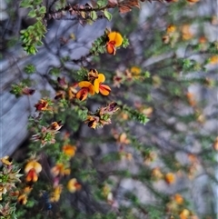 Pultenaea procumbens at Captains Flat, NSW - 10 Nov 2024