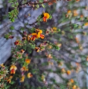 Pultenaea procumbens at Captains Flat, NSW - 10 Nov 2024