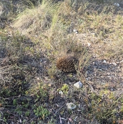 Tachyglossus aculeatus (Short-beaked Echidna) at Bungendore, NSW - 10 Nov 2024 by clarehoneydove