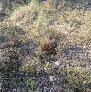 Tachyglossus aculeatus at Bungendore, NSW - 10 Nov 2024