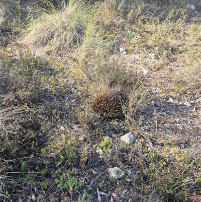 Tachyglossus aculeatus (Short-beaked Echidna) at Bungendore, NSW - 10 Nov 2024 by clarehoneydove