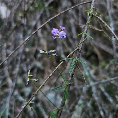 Glycine clandestina (Twining Glycine) at Captains Flat, NSW - 10 Nov 2024 by Csteele4