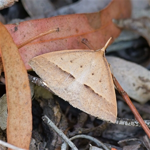 Epidesmia hypenaria at Bruce, ACT - 10 Nov 2024 12:54 PM