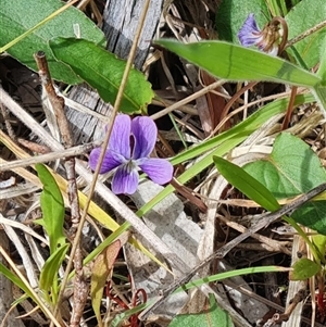 Viola betonicifolia at Rendezvous Creek, ACT - 9 Nov 2024 03:41 PM