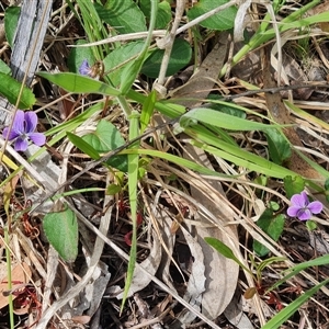 Viola betonicifolia at Rendezvous Creek, ACT - 9 Nov 2024 03:41 PM