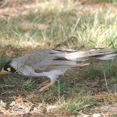 Manorina melanocephala (Noisy Miner) at Barton, ACT - 3 Nov 2024 by MichaelBedingfield