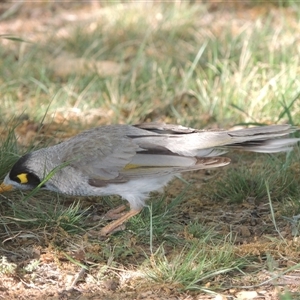 Manorina melanocephala at Barton, ACT - 3 Nov 2024 04:50 PM