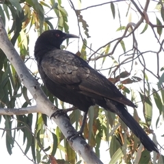 Corcorax melanorhamphos (White-winged Chough) at Barton, ACT - 3 Nov 2024 by MichaelBedingfield