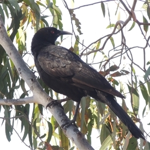 Corcorax melanorhamphos at Barton, ACT - 3 Nov 2024 05:11 PM