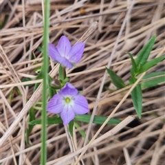 Veronica gracilis (Slender Speedwell) at Rendezvous Creek, ACT - 9 Nov 2024 by WalkYonder