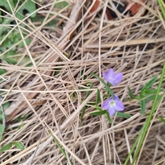 Veronica gracilis at Rendezvous Creek, ACT - 9 Nov 2024 04:48 PM