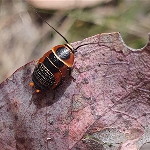 Ellipsidion australe at Bonner, ACT - 10 Nov 2024 10:44 AM