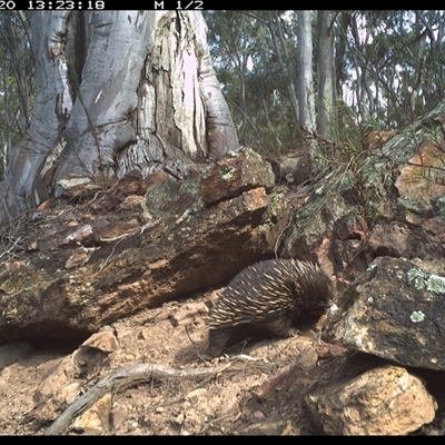 Tachyglossus aculeatus (Short-beaked Echidna) at Campbell, ACT - 20 Aug 2024 by DonFletcher