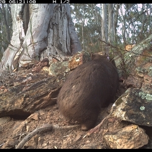 Vombatus ursinus at Campbell, ACT - 28 Sep 2024 06:21 AM