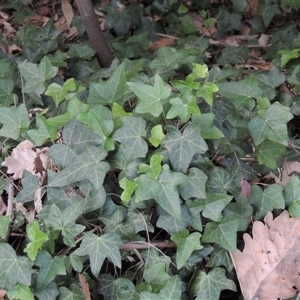 Hedera sp. (helix or hibernica) at Barton, ACT - 3 Nov 2024 04:58 PM