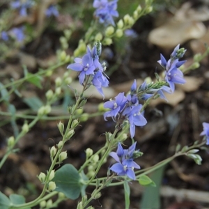 Veronica perfoliata at Barton, ACT - 3 Nov 2024 05:00 PM