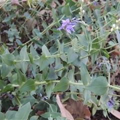 Veronica perfoliata at Barton, ACT - 3 Nov 2024 05:00 PM