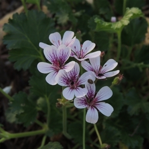 Pelargonium australe at Barton, ACT - 3 Nov 2024