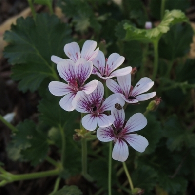 Pelargonium australe (Austral Stork's-bill) at Barton, ACT - 3 Nov 2024 by MichaelBedingfield