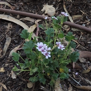 Pelargonium australe at Barton, ACT - 3 Nov 2024