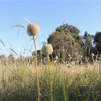 Craspedia variabilis (Common Billy Buttons) at Barton, ACT - 3 Nov 2024 by MichaelBedingfield