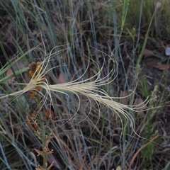 Anthosachne scabra (Common Wheat-grass) at Barton, ACT - 3 Nov 2024 by MichaelBedingfield