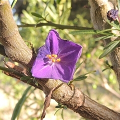 Solanum linearifolium (Kangaroo Apple) at Barton, ACT - 3 Nov 2024 by MichaelBedingfield