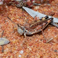 Urnisa guttulosa (Common Urnisa) at Acton, ACT - 10 Nov 2024 by TimL