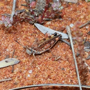 Urnisa guttulosa at Acton, ACT - 10 Nov 2024 11:34 AM