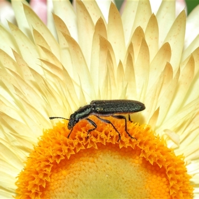 Eleale aspera (Clerid beetle) at Acton, ACT - 9 Nov 2024 by TimL