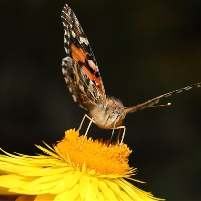 Vanessa kershawi (Australian Painted Lady) at Acton, ACT - 10 Nov 2024 by TimL