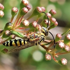 Elidothynnus mellius (Large Yellow Flower Wasp) at West Wodonga, VIC - 10 Nov 2024 by KylieWaldon