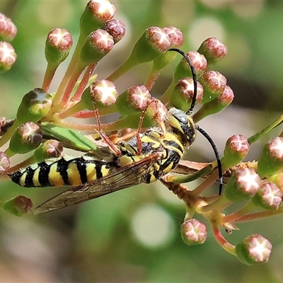 Unidentified Flower wasp (Scoliidae or Tiphiidae) at West Wodonga, VIC - 9 Nov 2024 by KylieWaldon