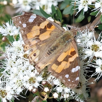 Vanessa kershawi (Australian Painted Lady) at West Wodonga, VIC - 9 Nov 2024 by KylieWaldon