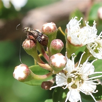 Nemophora sparsella at West Wodonga, VIC - 9 Nov 2024 by KylieWaldon